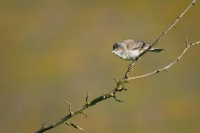 Penice vlasska - Sylvia nisoria - Barred Warbler 5372